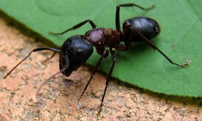 Αυστραλός επιβίωσε στην έρημο τρώγωντας μυρμήγκια για έξι μέρες (pics)!