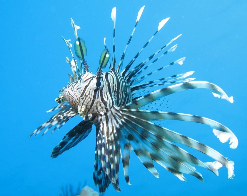 Επικίνδυνα θαλάσσια είδη με δηλητηριώδη αγκάθια «εισέβαλλαν» στη Ρόδο (pics)