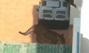 Τρόμος στο σαλόνι: Είδαν ξαφνικά μπροστά τους μία… λεοπάρδαλη!