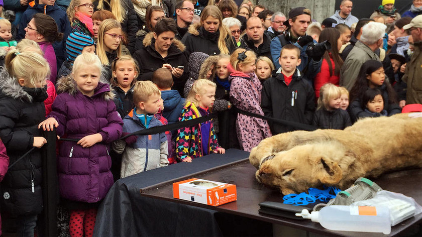 Δανία: Σάλος για το διαμελισμό λιονταριού για εκπαιδευτικούς λόγους…