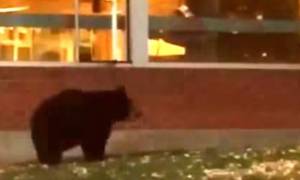 Αρκούδα με... μαθησιακές ανησυχίες εμφανίστηκε σε λύκειο των ΗΠΑ (video)