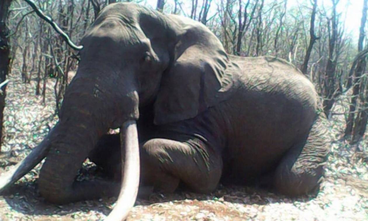 Μετά τον Σέσιλ τουρίστας σκότωσε και τον ελέφαντα «εθνικό θησαυρό» της Ζιμπάμπουε