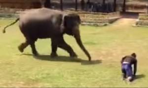 Απίστευτο βίντεο: Ελέφαντας σώζει το φροντιστή του από επίθεση αγνώστου!