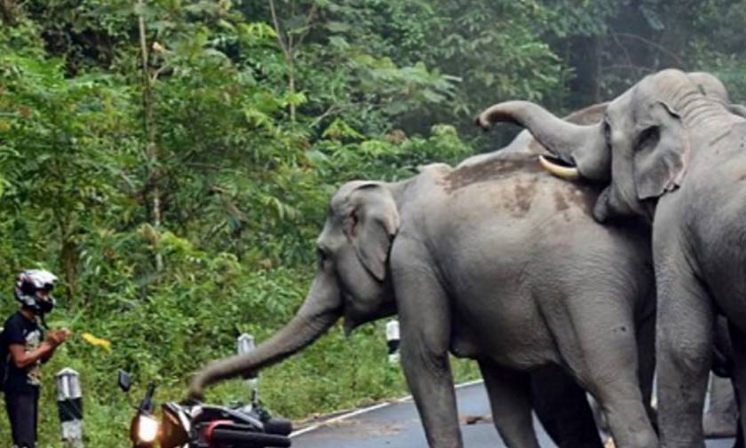 Οδηγός μηχανής «τράκαρε» με ελέφαντες (photos)