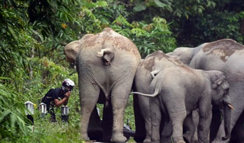 Οδηγός μηχανής «τράκαρε» με ελέφαντες (photos)	