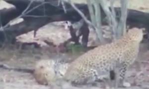 Δείτε τον ερωτικό χορό μιας… λεοπάρδαλης για να αποπλανήσει ένα αρσενικό! (video)