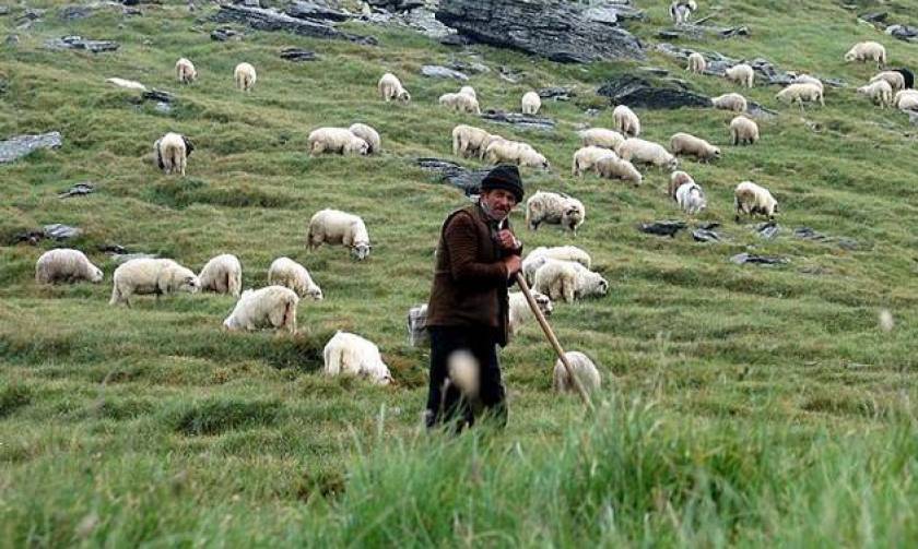 Λάρισα: Οι κτηνοτρόφοι της Θεσσαλίας θα συμμετάσχουν στο αγροτικό συλλαλητήριο της 10ης Νοεμβρίου