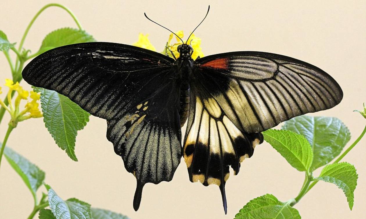 Η ερμαφρόδιτη πεταλούδα - Δείτε σπάνιες φωτογραφίες