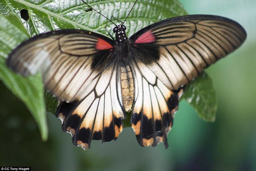 Η ερμαφρόδιτη πεταλούδα - Δείτε σπάνιες φωτογραφίες