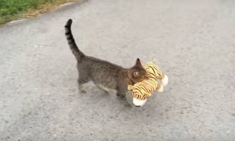 H γάτα που πηγαίνει στο γείτονα για να κλέψει τα παιχνίδια του (video)