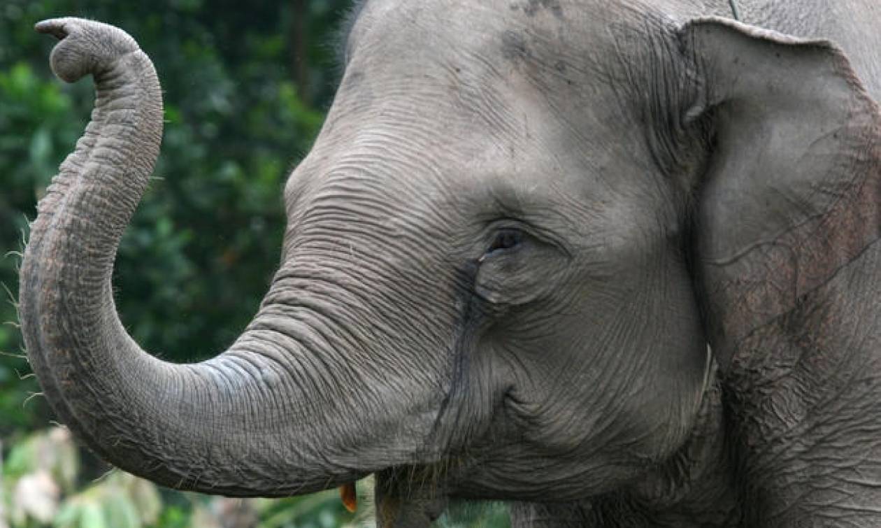 Δηλητηριάζουν ελέφαντες με κυάνιο στη Ζιμπάμπουε