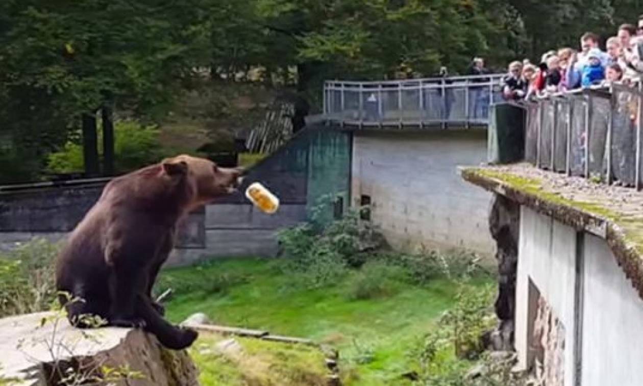 Η πιο τεμπέλα αρκούδα της Ιστορίας: Εκπαιδεύει ανθρώπους στο… σημάδι! (video)