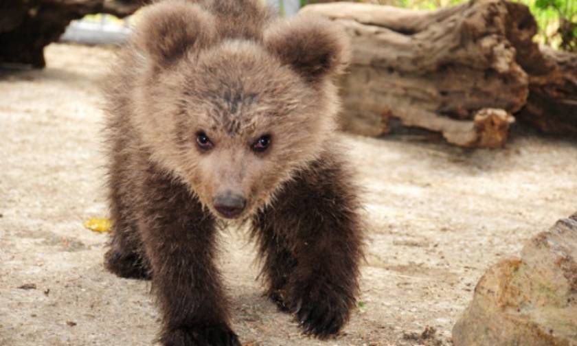Καστοριά: Νεκρό μετά από τροχαίο μικρό αρκουδάκι