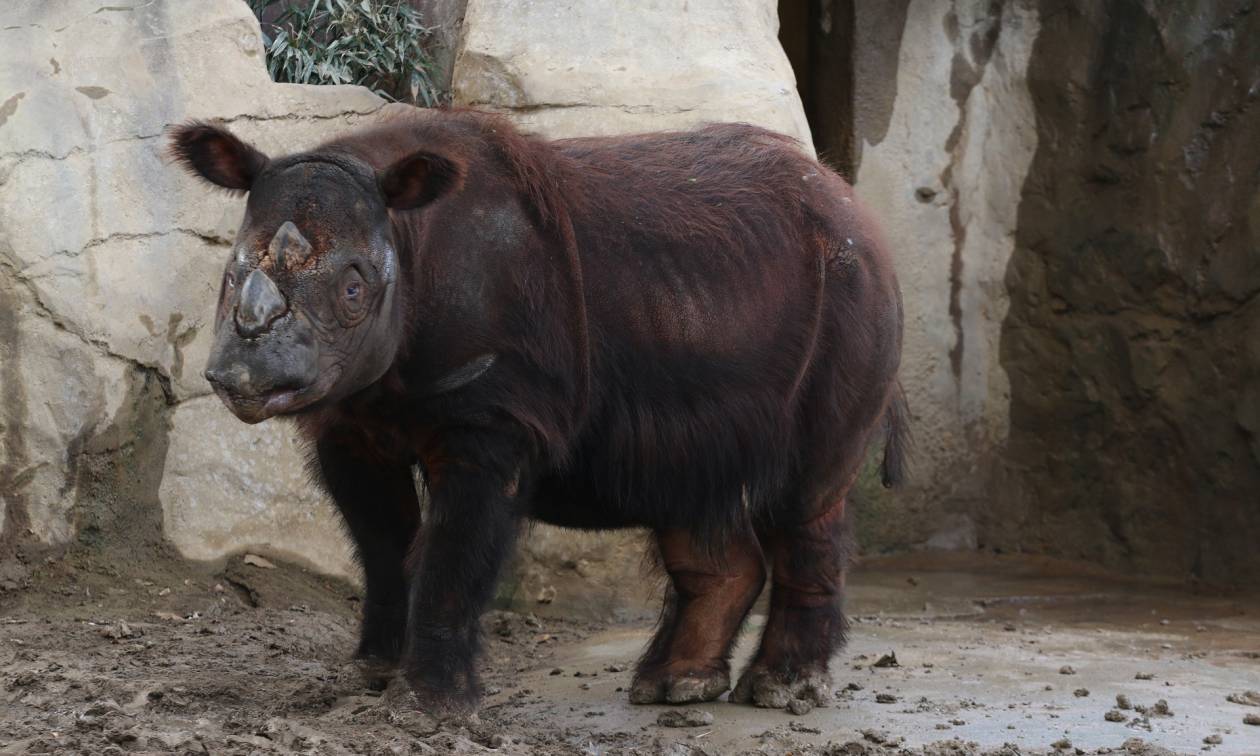 Ρινόκερος ταξιδεύει 16.000 χλμ. για να ζευγαρώσει