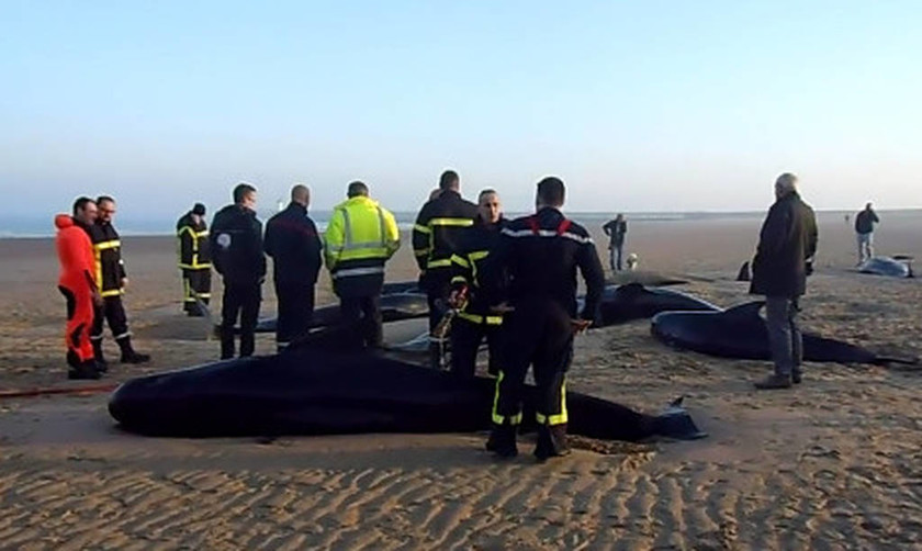 Λυπηρό! Επτά φάλαινες «ξεβράστηκαν» στις ακτές της Γαλλίας (photos&video)