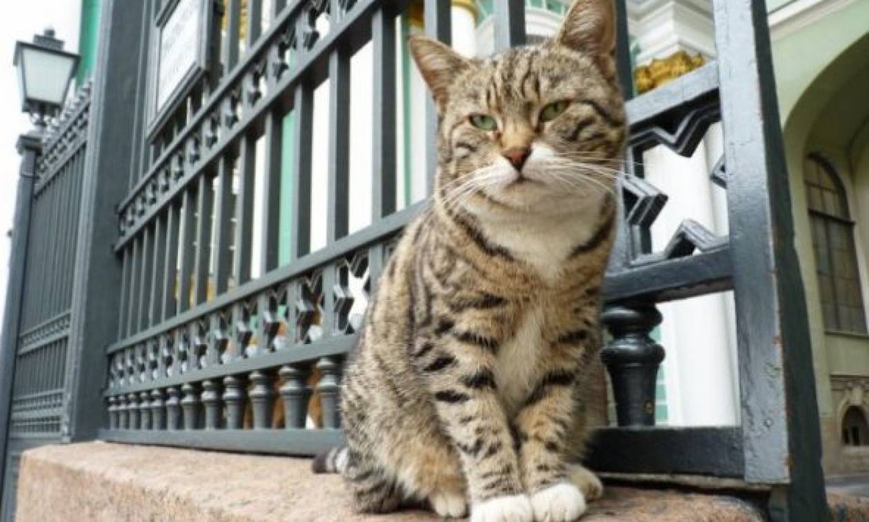 Οι γάτες του Ερμιτάζ δίνονται πλέον για υιοθεσία (video)