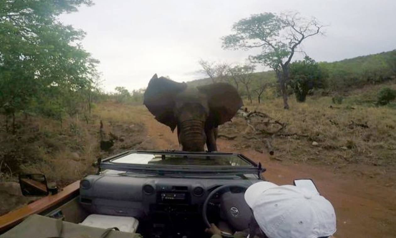 Εξαγριωμένος ελέφαντας επιτέθηκε σε κινηματογραφικό συνεργείο! (video)