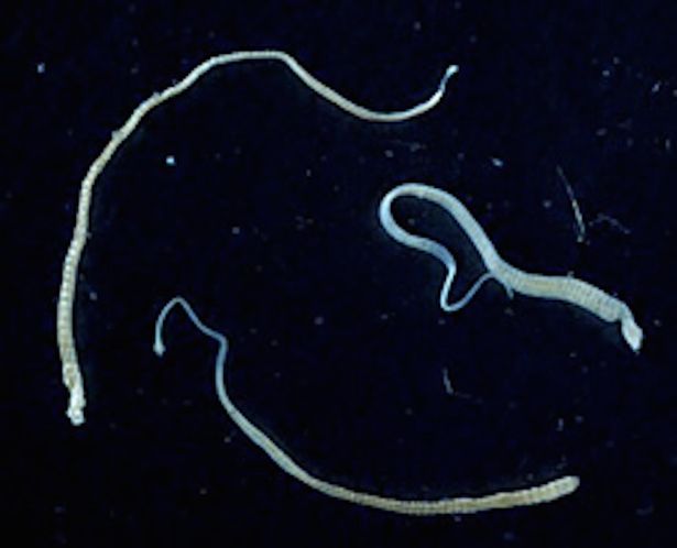 tapeworm1