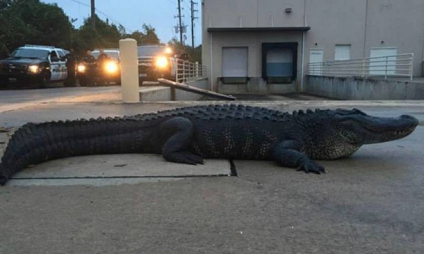 Αλιγάτορας... Godzilla βγήκε παγανιά σε εμπορικό κέντρο (pics)