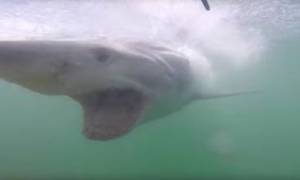 Η πιο άγρια επίθεση μεγάλου λευκού καρχαρία σε νεόνυμφους! (video)
