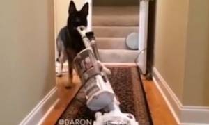 Σκύλος για σπίτι: Σκουπίζει, καθαρίζει και βάζει και… πλυντήριο! (video)