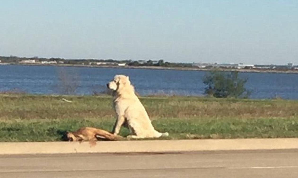 Βρέθηκε ο ιδιοκτήτης του σκύλου που «ράγισε» καρδιές με την αφοσίωσή του
