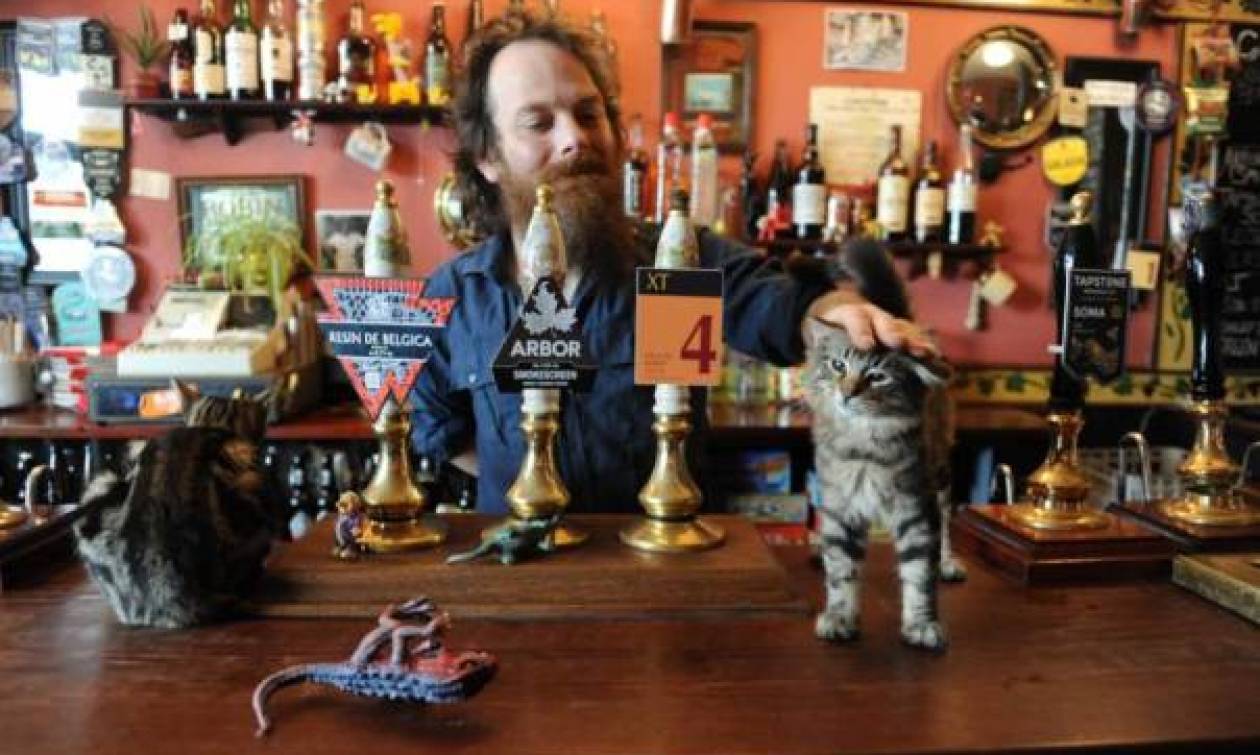 Μετά τα Καφέ με Γάτες, άνοιξε το πρώτο pub με γάτες