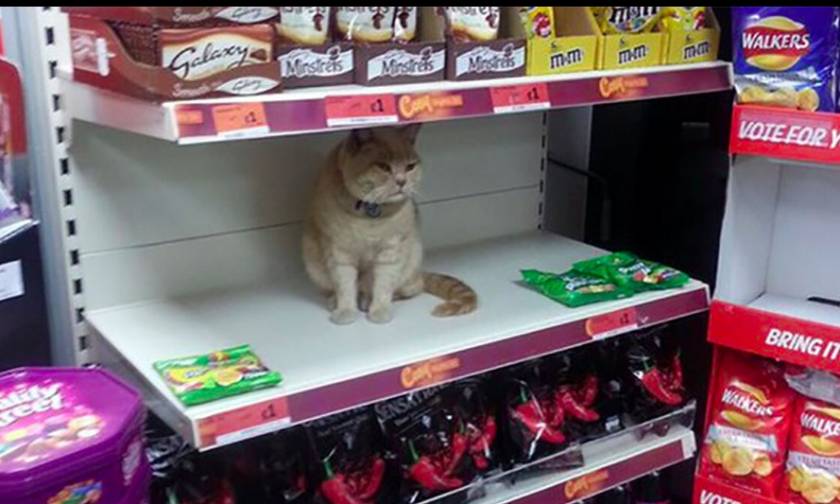 Γάτα καταλαμβάνει σούπερ μάρκετ γιατί έτσι θέλει