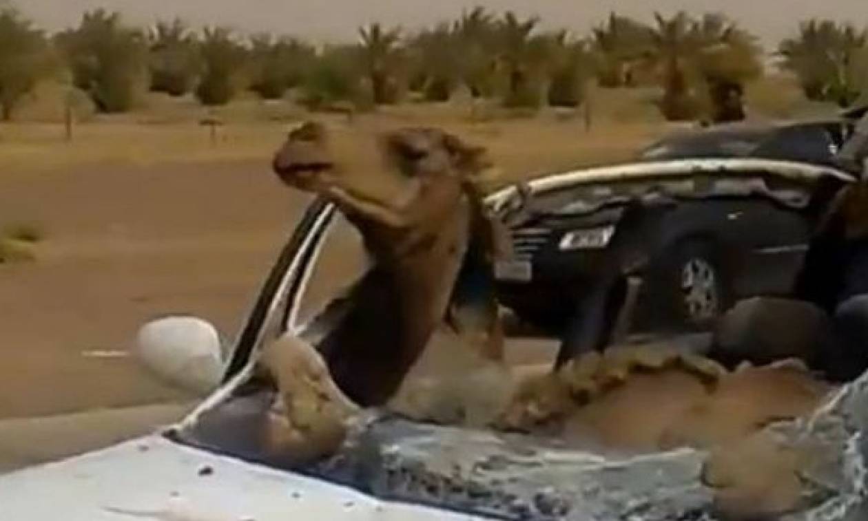 Απίστευτο τροχαίο: Καμήλα σφήνωσε στη θέση του συνοδηγού (video)