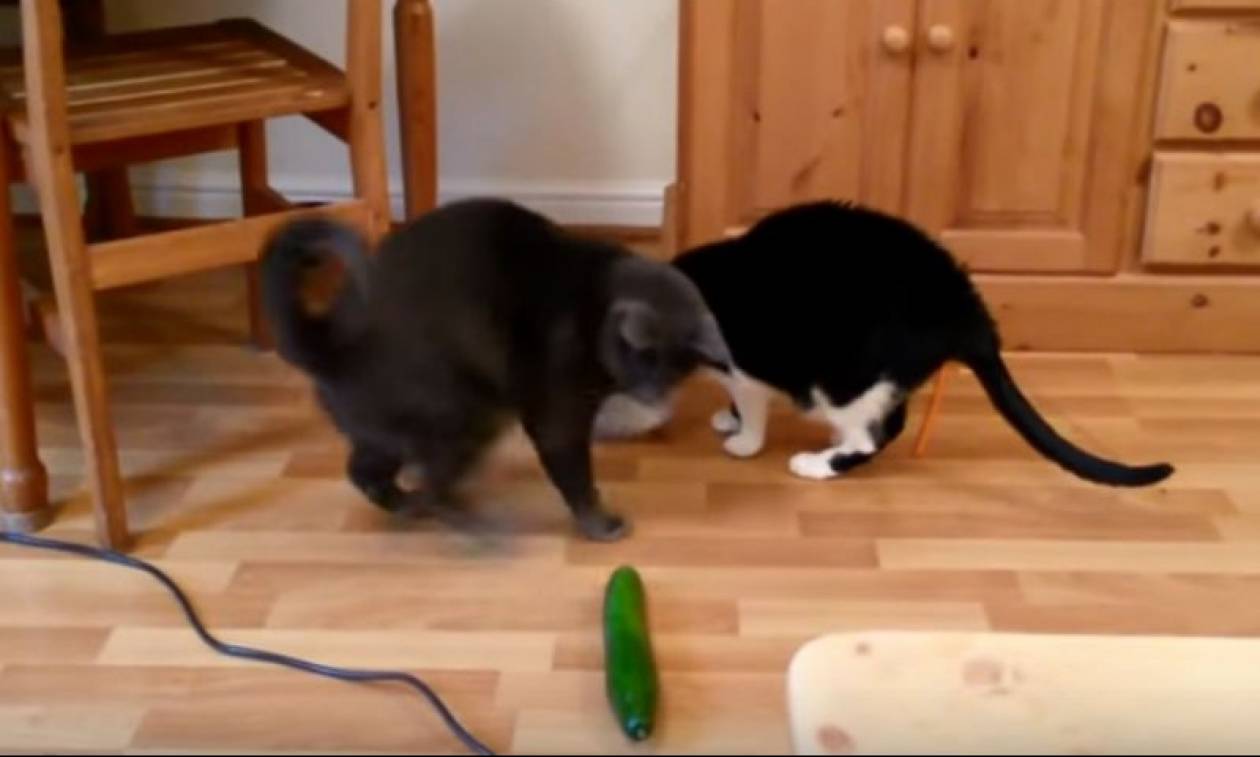 Γιατί δεν πρέπει να τρομάζεις μια γάτα με αγγούρι (video)