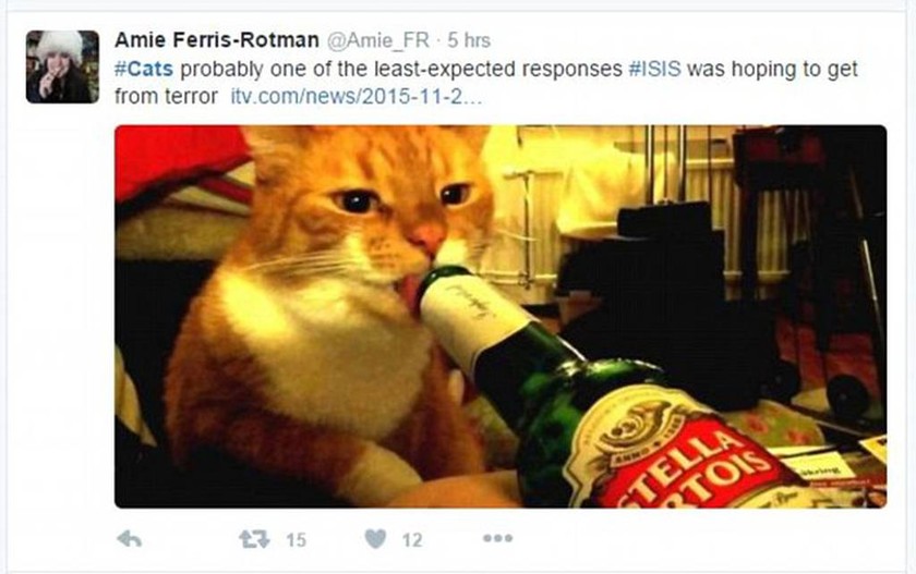Γιατί οι Βέλγοι ποστάρουν στο Twitter μόνο… γάτες (photos) 