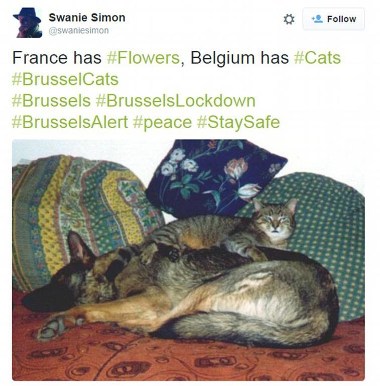 Γιατί οι Βέλγοι ποστάρουν στο Twitter μόνο… γάτες (photos) 