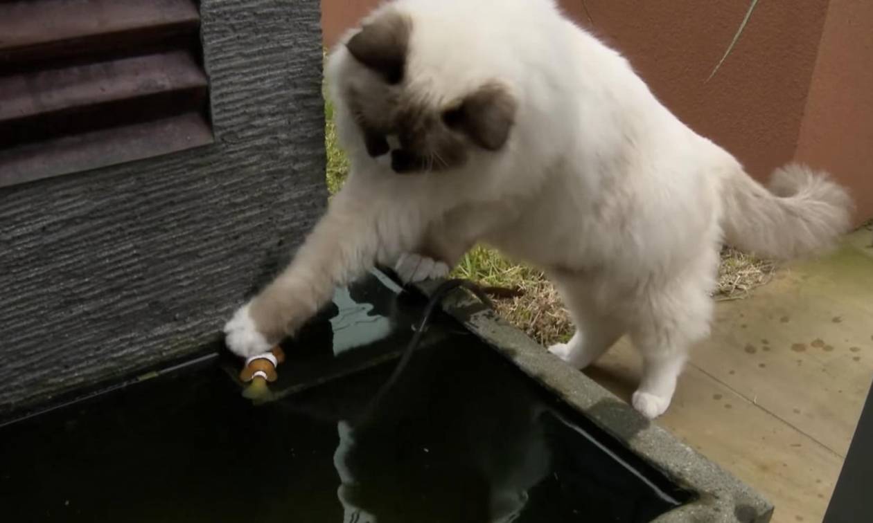 Ηρωική γάτα σώζει… ψάρι από βέβαιο θάνατο! (video)