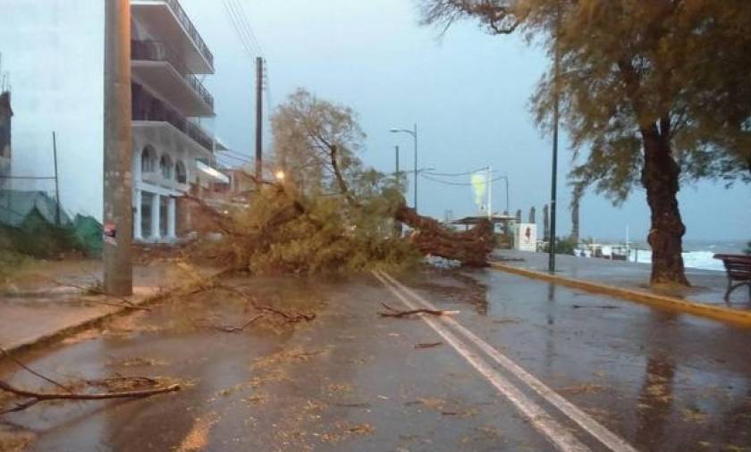 Καλαμάτα: Ξεριζώθηκαν δέντρα από τους ισχυρούς ανέμους (pics)