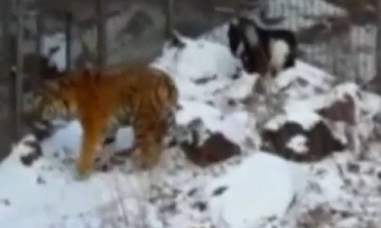 Απίστευτο: Τάισαν τίγρη με ζωντανό τράγο και έγιναν οι καλύτεροι... φίλοι! (video+photos)