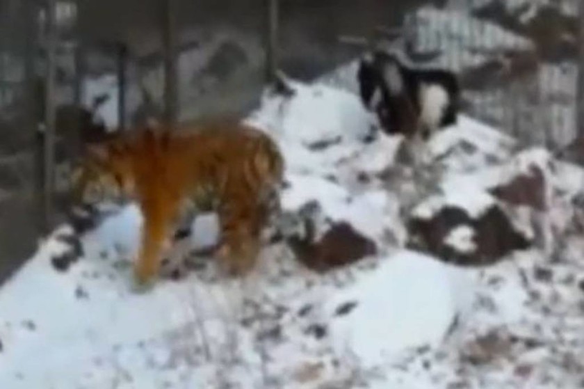 Απίστευτο: Τάισαν τίγρη με ζωντανή κατσίκα και έγιναν οι καλύτερες... φίλες! (video+photos)