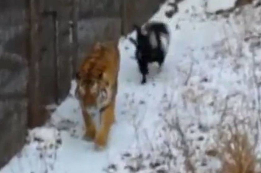 Απίστευτο: Τάισαν τίγρη με ζωντανή κατσίκα και έγιναν οι καλύτερες... φίλες! (video+photos)