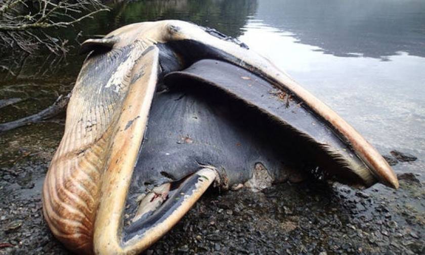 Σκηνικό Αποκάλυψης: Εκατοντάδες φάλαινες ξεβράστηκαν μυστηριωδώς στις ακτές της Χιλής