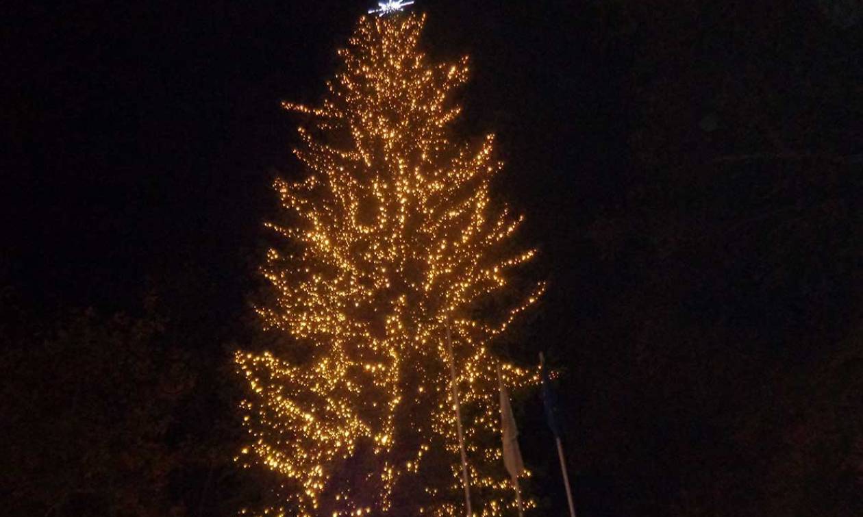 Τρίκαλα: Φωταγωγήθηκε το ψηλότερο φυσικό Χριστουγεννιάτικο δέντρο της Ελλάδας (vid)