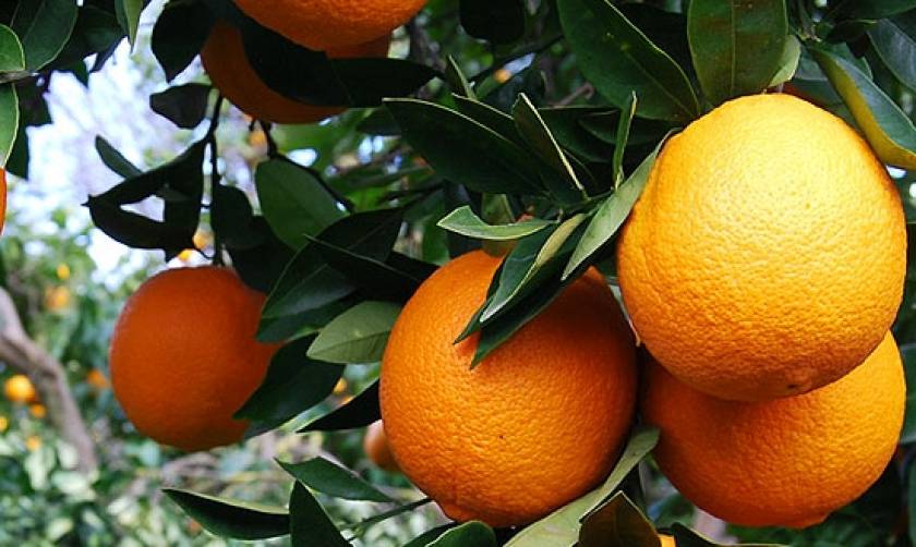 Ηράκλειο: 68χρονη έχασε τη ζωή της μαζεύοντας πορτοκάλια