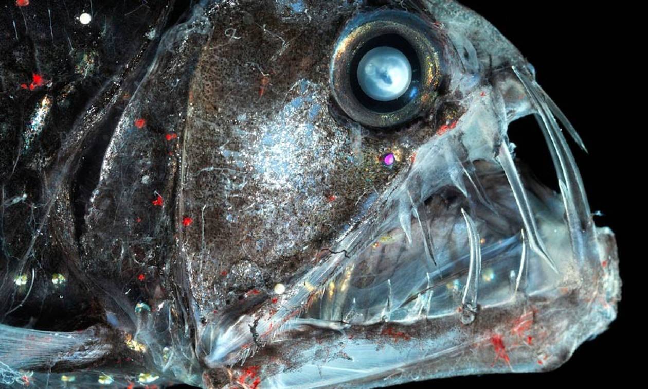 Τα πιο άσχημα ψάρια του κόσμου (photos)