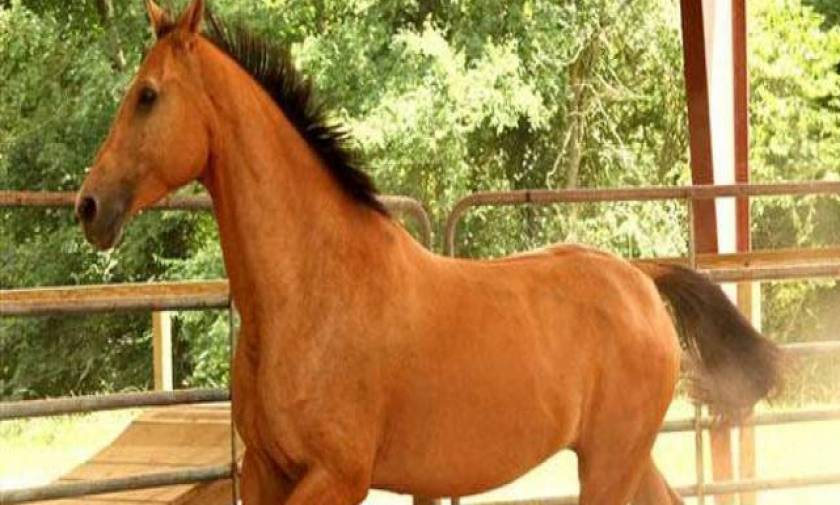 Τραγωδία στην Ευρυτανία – Έπεσε από το άλογό του και σκοτώθηκε