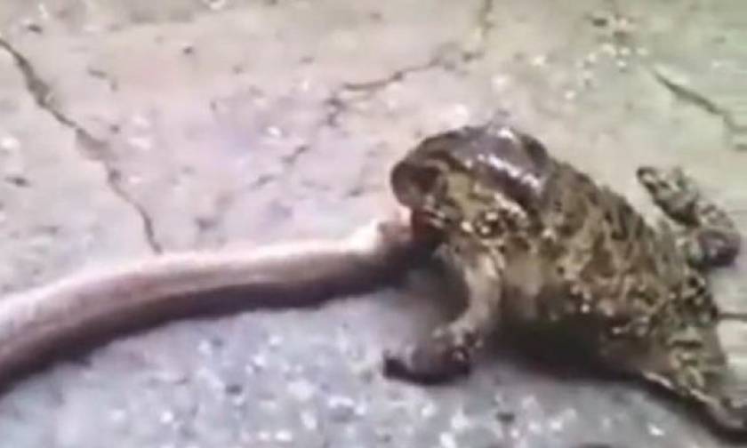 Μήπως το παράκανε; Γιγάντιος βάτραχος προσπαθεί να καταπιεί ζωντανό φίδι! (vid)