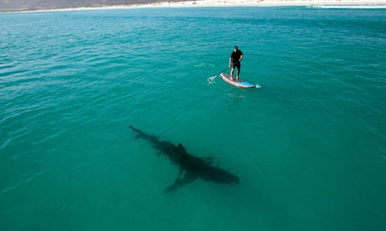 Αυστραλία: Καρχαρίας όρμησε πάνω στη σανίδα σερφερ (vid)
