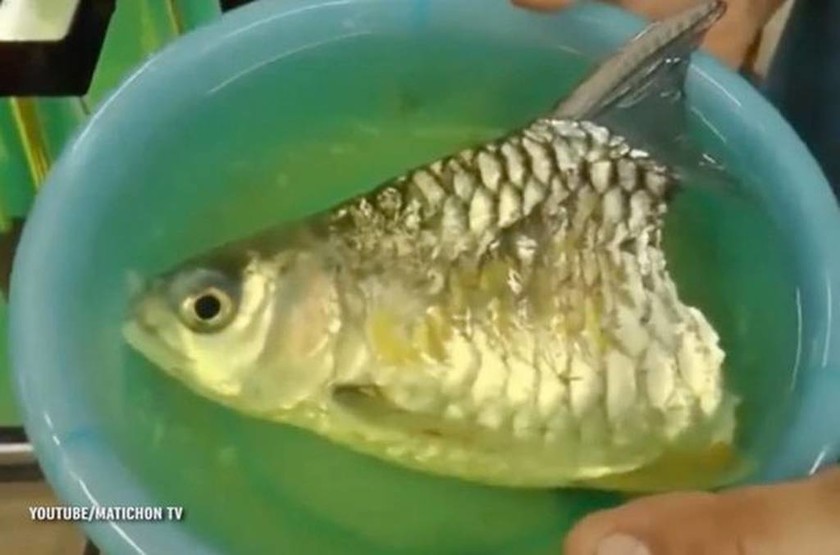 Απίστευτο: Ψάρι ζούσε κομμένο στα… δύο! (video+photos)