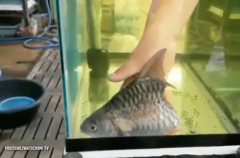 Απίστευτο: Ψάρι ζούσε κομμένο στα… δύο! (video+photos)
