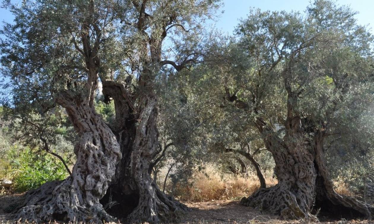 Πέντε υπεραιωνόβια ελαιόδεντρα θα φυτεύουν στην Αθήνα