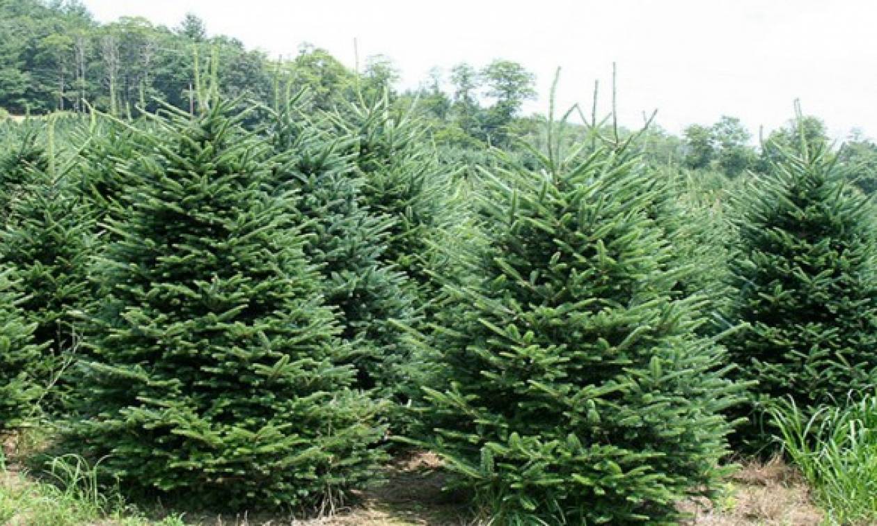 Στη Χαλκιδική παράγεται το 70% της εγχώριας καλλιέργειας χριστουγεννιάτικων δέντρων!