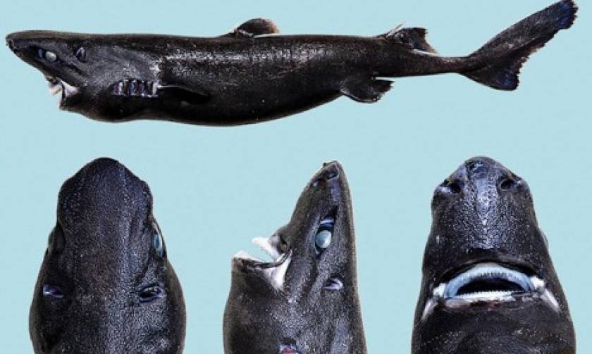Ανακάλυψαν νέο είδος καρχαρία… που φωσφορίζει! (photo)