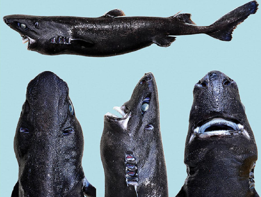 Ανακάλυψαν νέο είδος καρχαρία… που φωσφορίζει! (photo) 